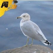 相关图片